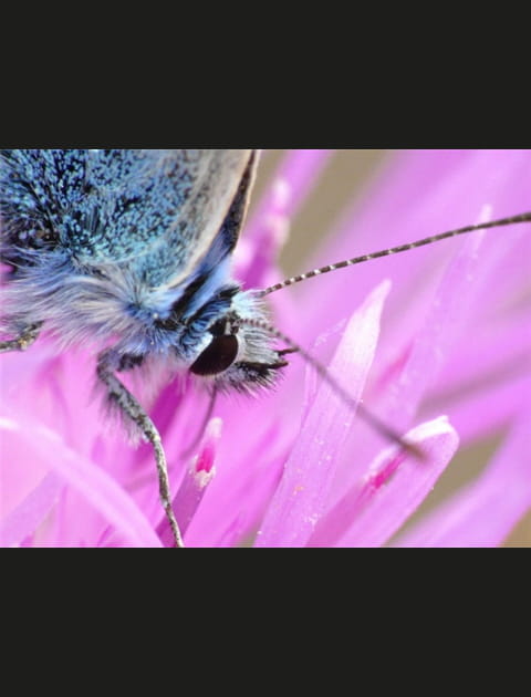 Papillon
