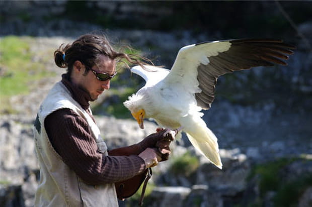 Le dresseur et le vautour