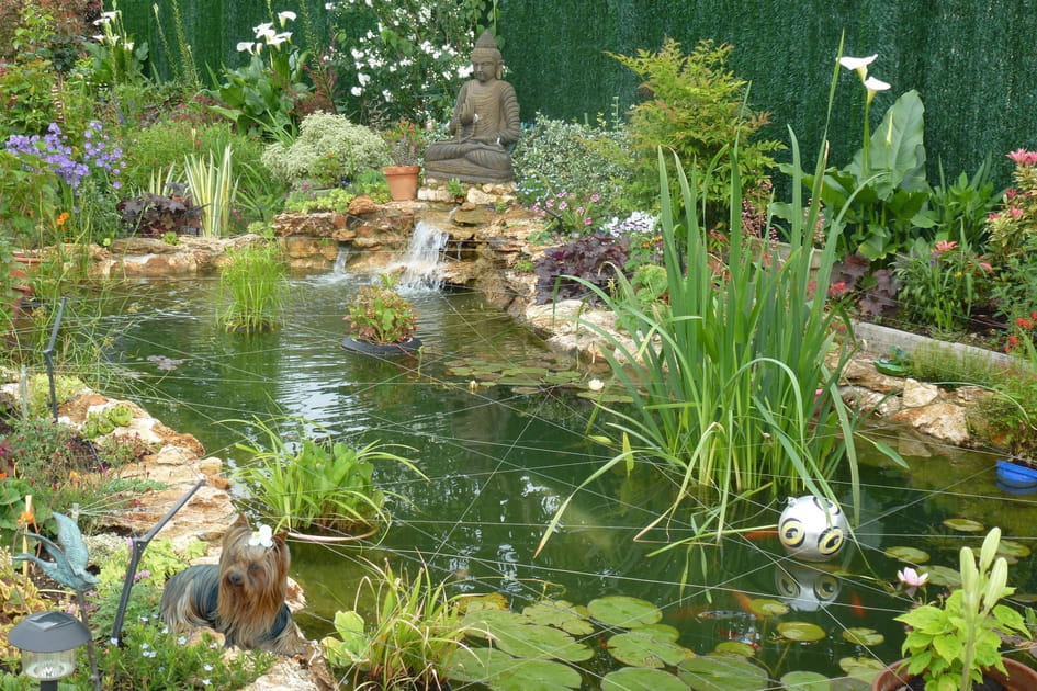 Un jardin avec un bassin plein de vie