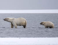 Alaska, survie avec les ours : Le siège des ours polaires