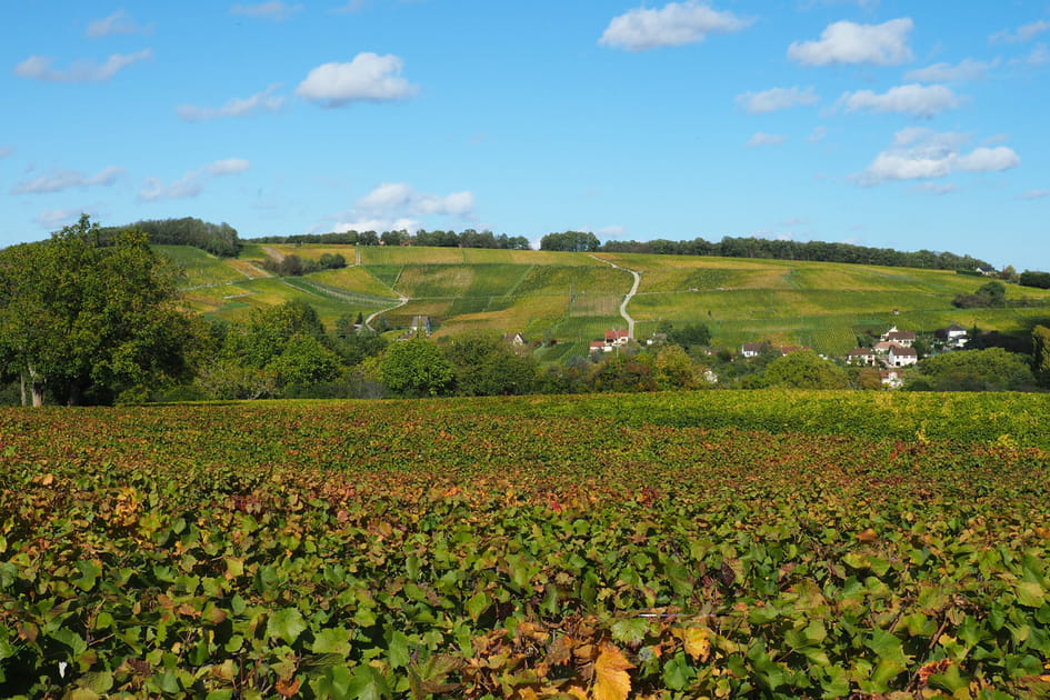 Collines viticoles