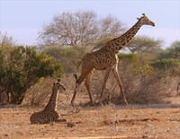 Les dernières girafes