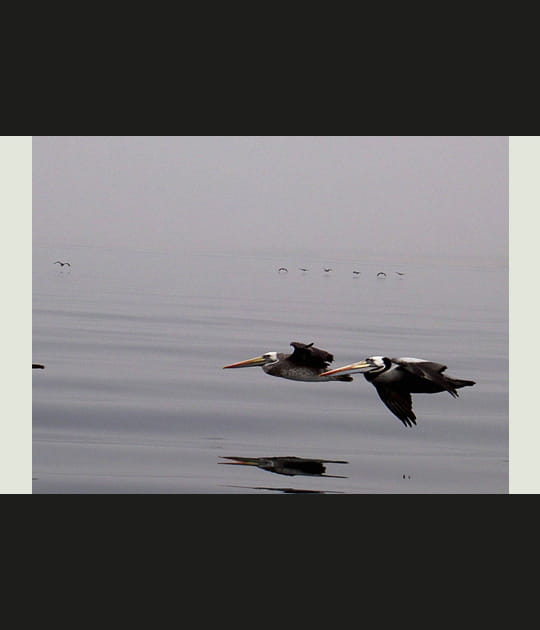 Pelicans en rase motte