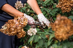 Moins de fleurs et plein d'autres probl&egrave;mes&nbsp;: mais pourquoi tailler les hortensias est-il si important&nbsp;?