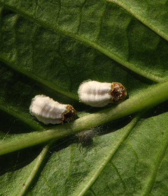 Les cochenilles sur vos plantes d'int&eacute;rieur