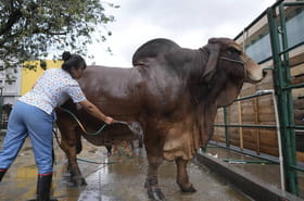 Salon de l'Agriculture 2026 : la race Brahman, une égérie atypique au programme