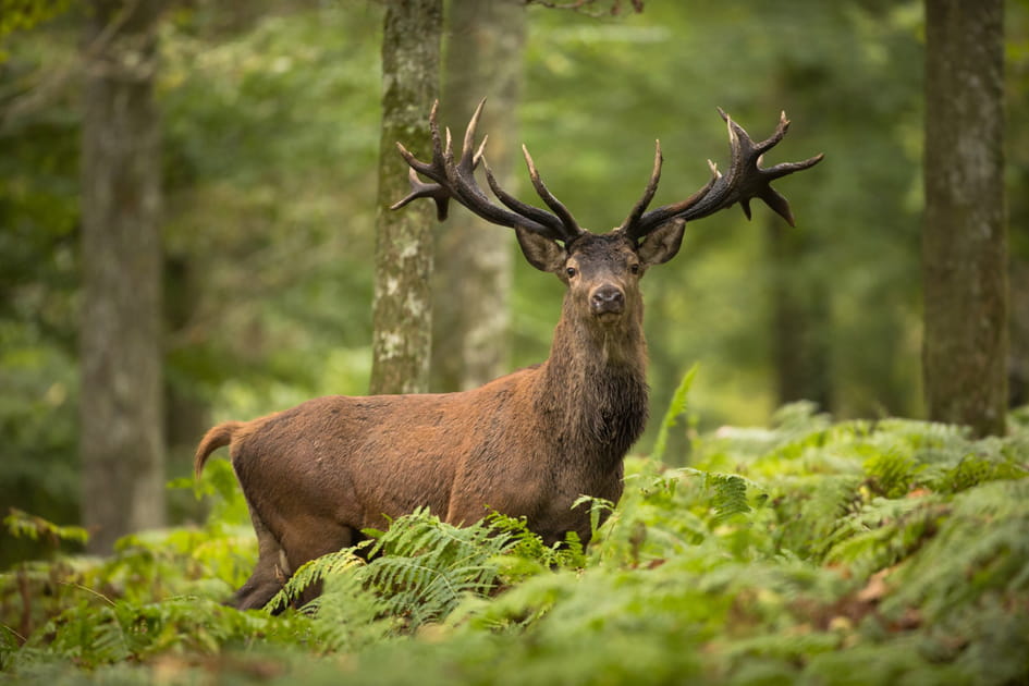Le cerf de Sologne