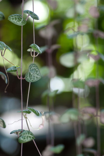 La ceropegia