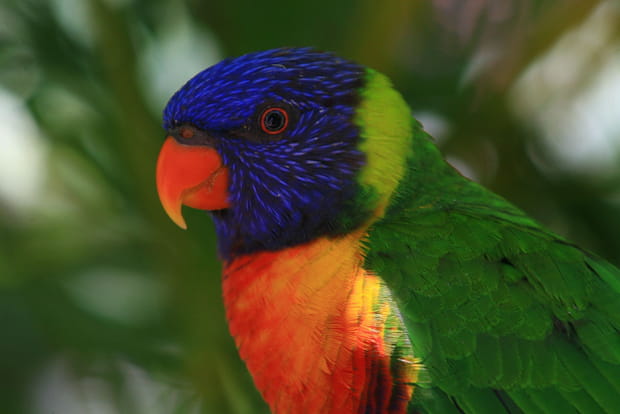 Les perroquets et l'eau miellée