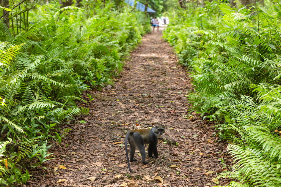 La for&ecirc;t de Jozani