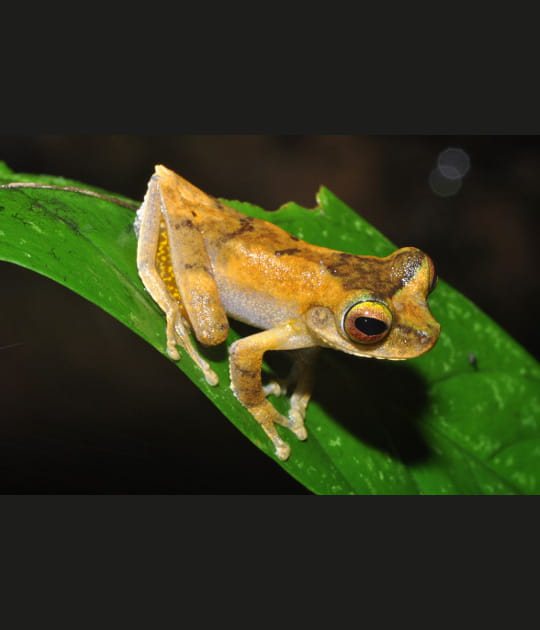 Grenouille tr&egrave;s discr&egrave;te