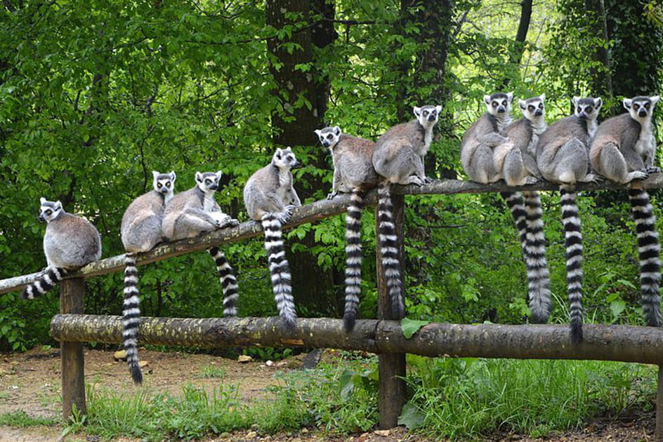 La vall&eacute;e des singes, sortie familiale id&eacute;ale des ponts de mai