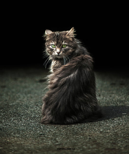 Regard per&ccedil;ant