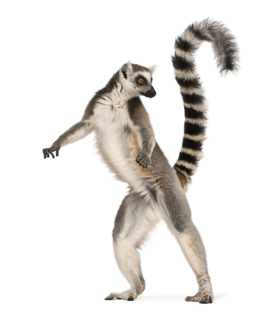 Le maki catta, la star des zoos