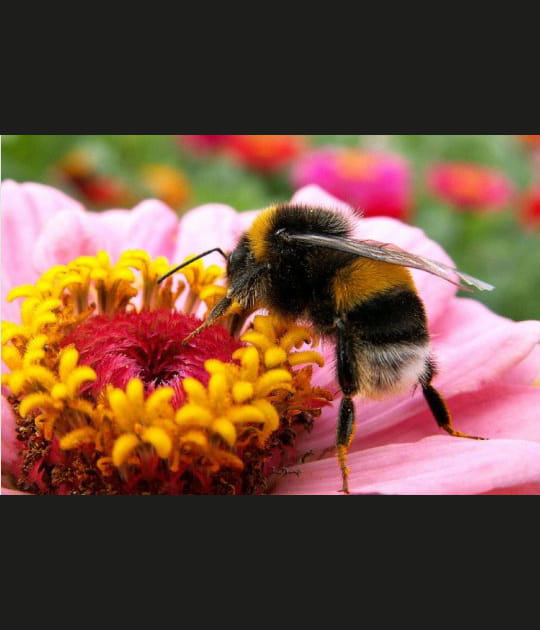 Sans abeilles, pas de pollinisation, donc pas&nbsp;de&nbsp;vie
