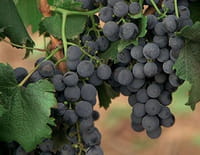 Voyage aux Amériques : Argentine : la région viticole de Mendoza