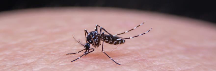 Chikungunya&nbsp;: l'&eacute;pid&eacute;mie continue de ralentir, elle est presque termin&eacute;e