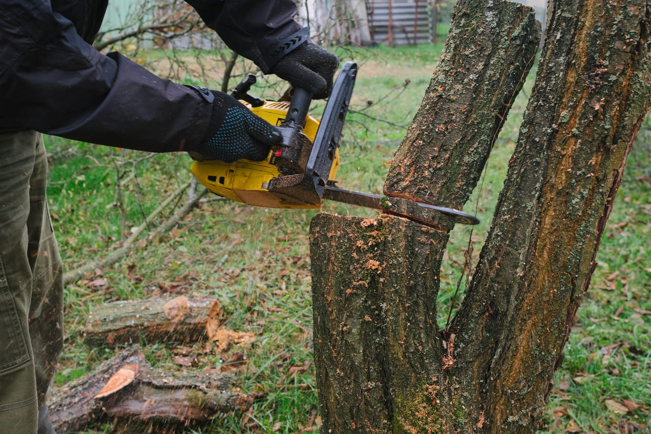 Il coupe les arbres de la commune qui lui gâchent la vue, il s'en réjouit, mais la nature pourrait se venger