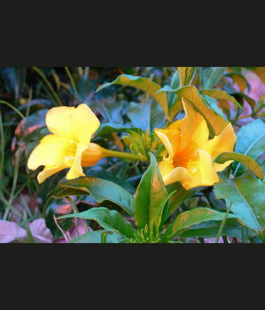 Deux fleurs jaunes