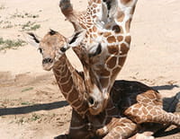 Au coeur du zoo : Bienvenue dans la famille