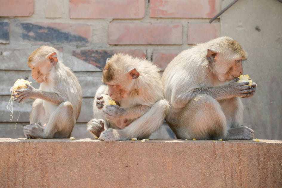 La f&ecirc;te des singes de Lopburi en Tha&iuml;lande