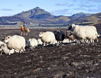 360°-GEO : Islande, des montagnes et des moutons