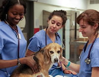 Vet School