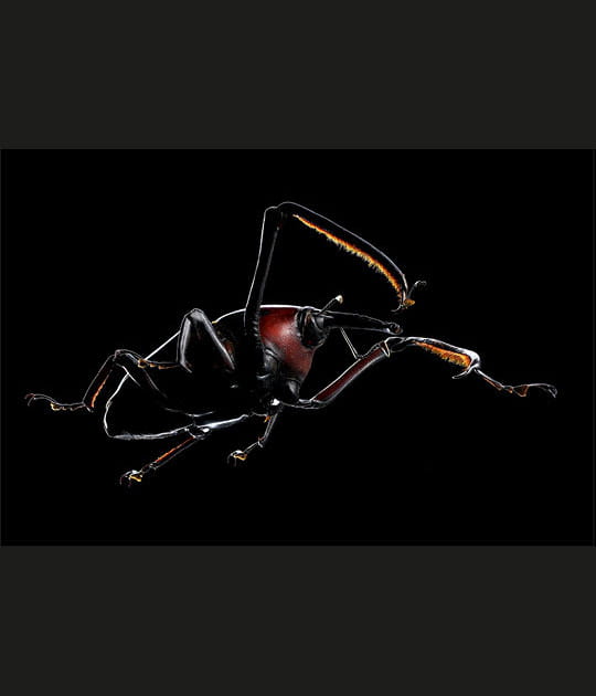 Cyrtotrachelus buqueti