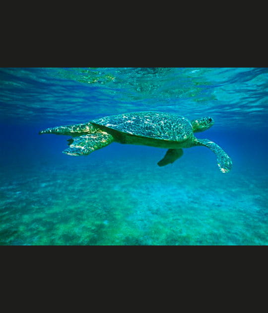 Le ballet de la tortue verte