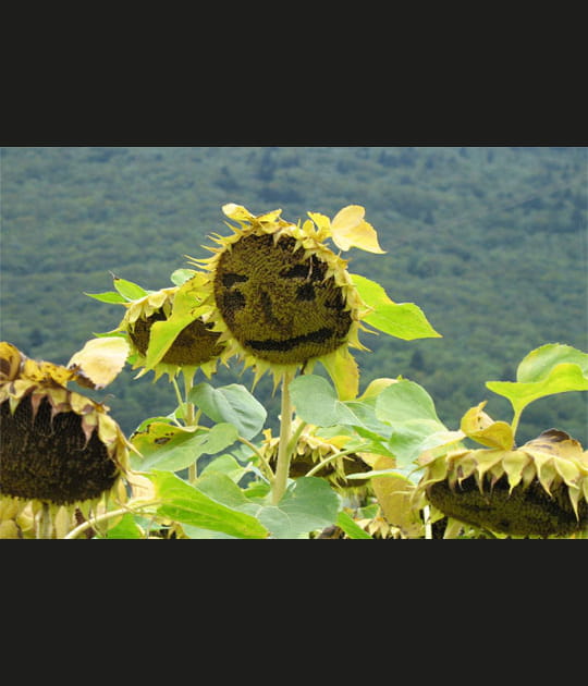 Tournesols courb&eacute;s