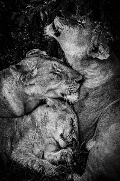 Tendresse f&eacute;line