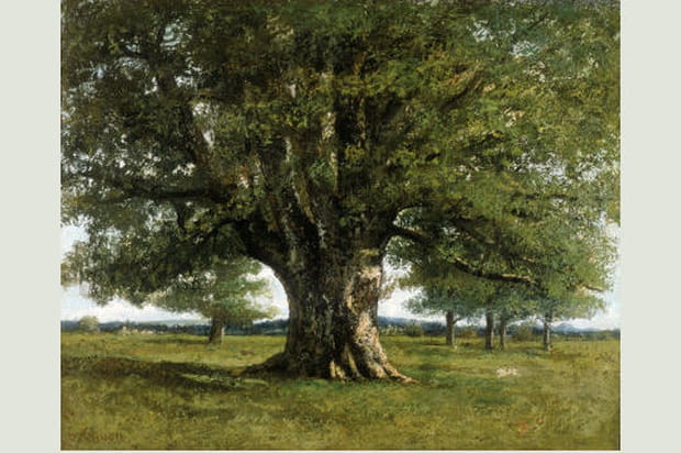 Le chêne de Flagey