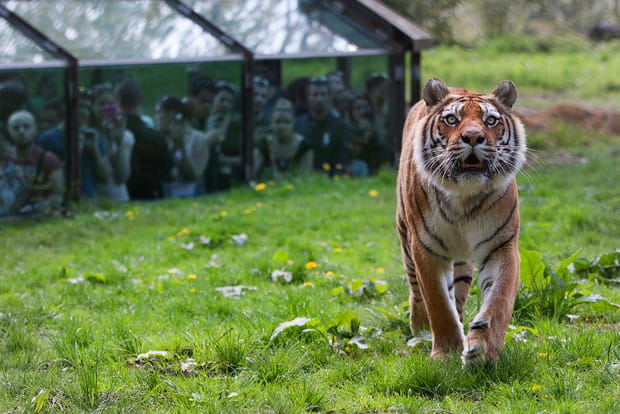 Le Tigre