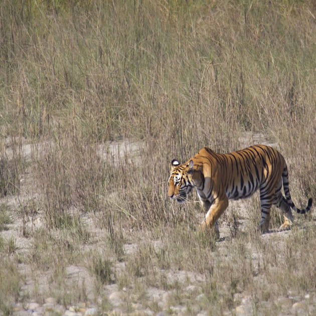 Tigre d'Indochine : 221 929 000 euros