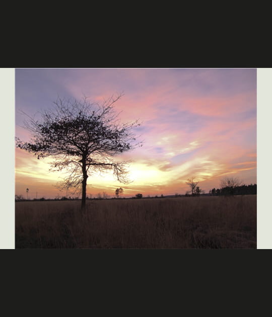 Savane girondine