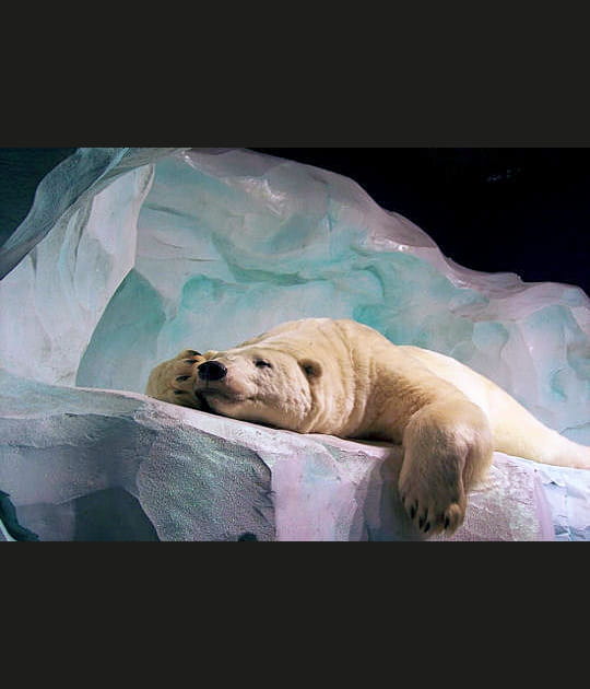 L'ours polaire hiverne
