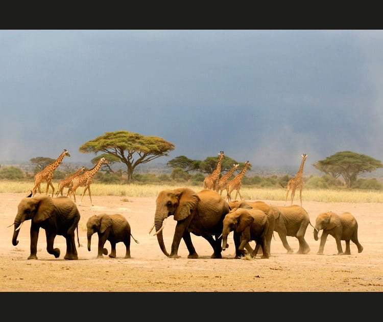 Elephants et girafes