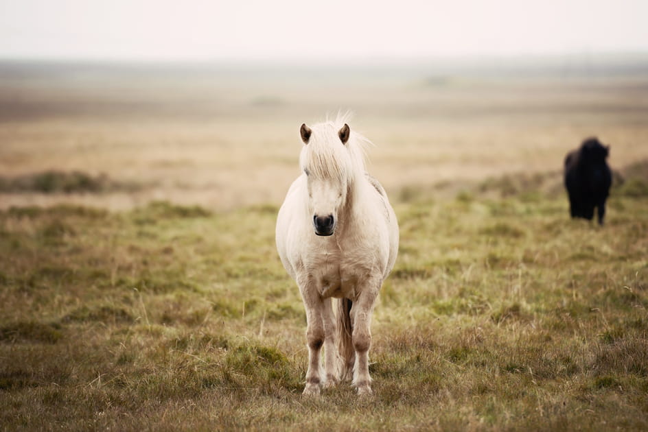 &quot;Chevaux au vent&quot;
