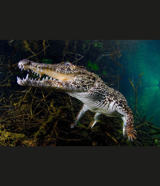 Un crocodile inqui&eacute;tant