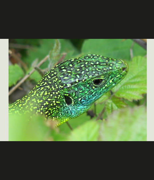 L&eacute;zard