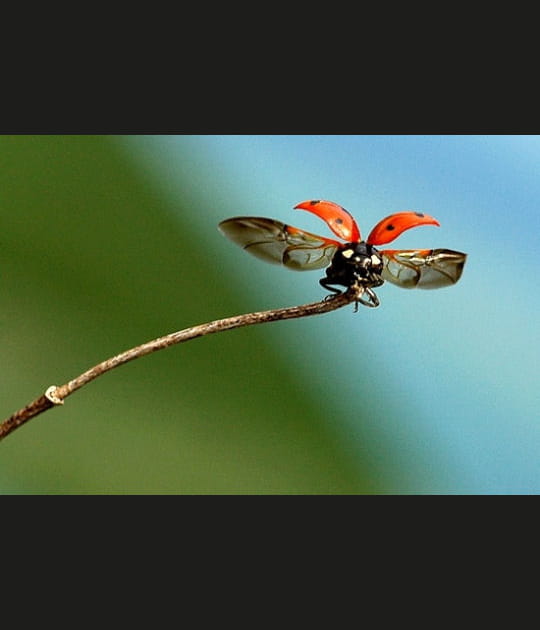 Coccinelle au d&eacute;collage