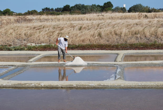 Les marais salants d'Île de Ré, Charente-Maritime