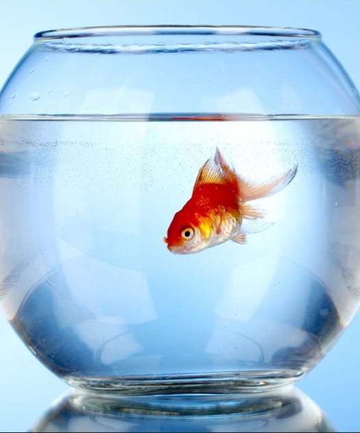 Le rouget pisciaire, via les poissons d'aquarium