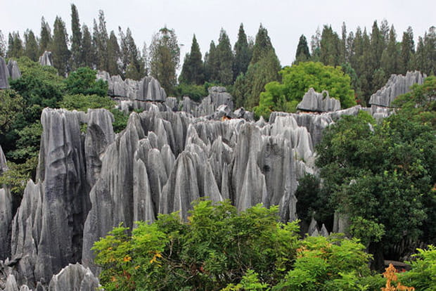 Dans la forêt magique