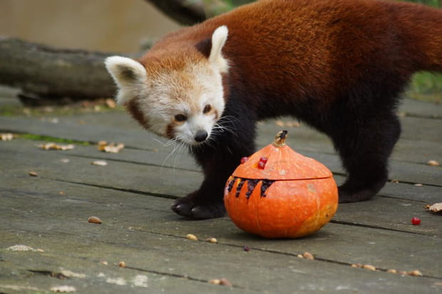 Halloween au Zoo African Safari près de Toulouse