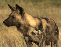 Terre de prédateur : Hyènes tachetées et lycaons