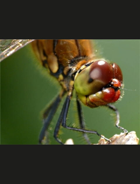 Nicolas Guinchard, l'art de la macro au naturel