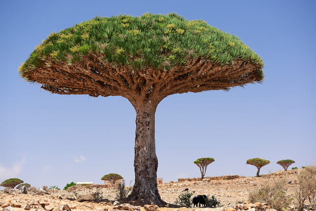 L'île de Socotra en mer d'Arabie