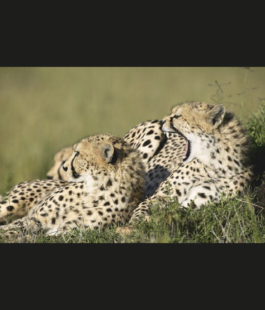 Une sieste au soleil