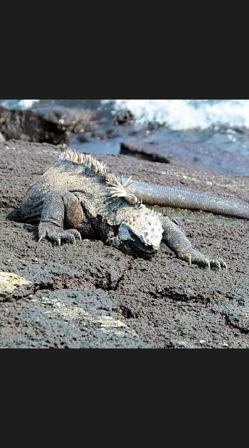 Le parc national des Gal&aacute;pagos